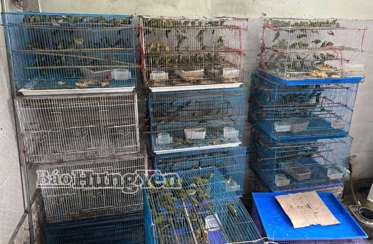 Xử lý 2 trường hợp có dấu hiệu vi phạm các quy định về bảo vệ động vật rừng ở phường Trà Lý