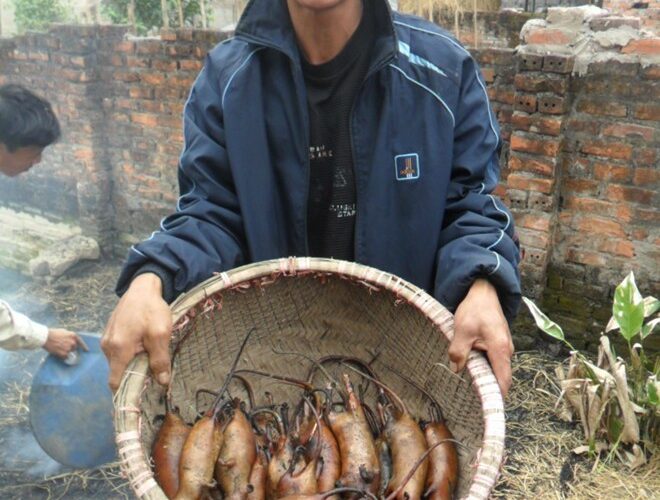 Hưng Hà: Cả nhà đi săn chuột thu chục triệu/tháng